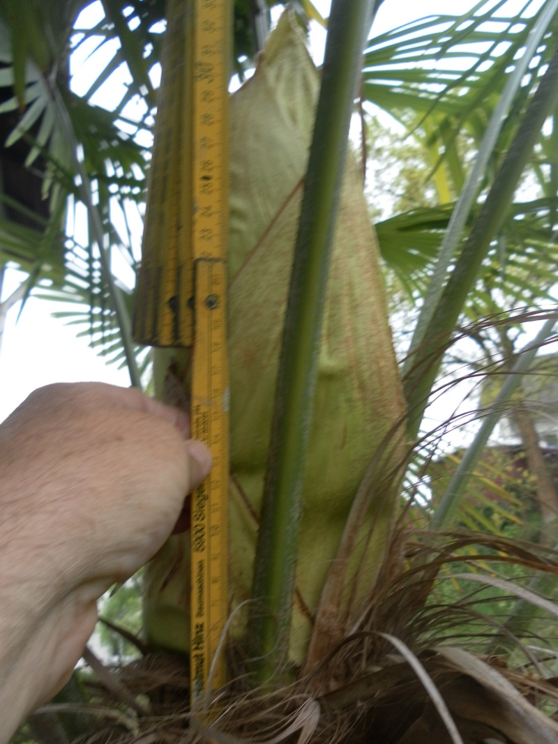 Männliche XXX-L Blüte bei Trachy Sam_1716