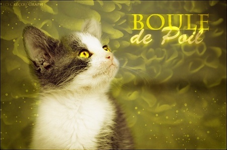 Boule de Poil, chaton du Clan des Bois Boule_10