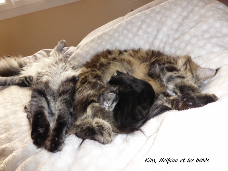Les chatons de helfina nés le 12 avril 2014_015