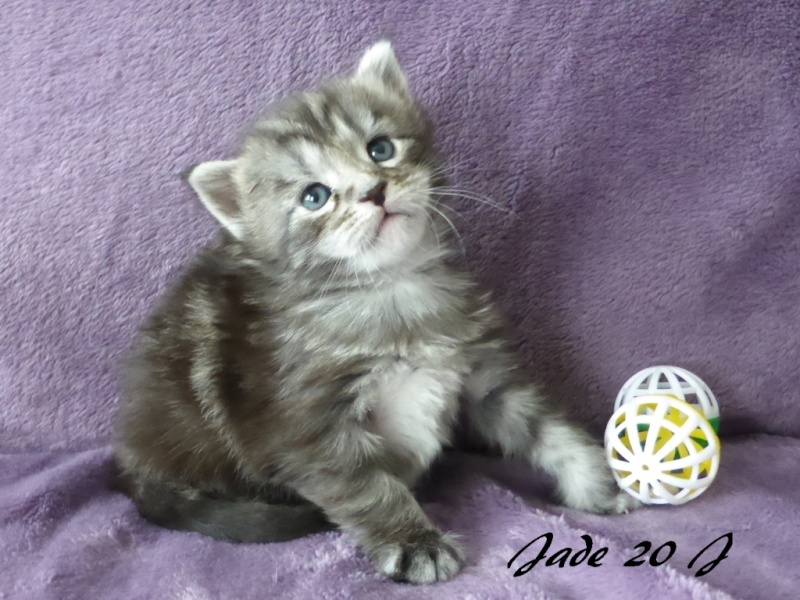 Les chatons de helfina nés le 12 avril 2014_020