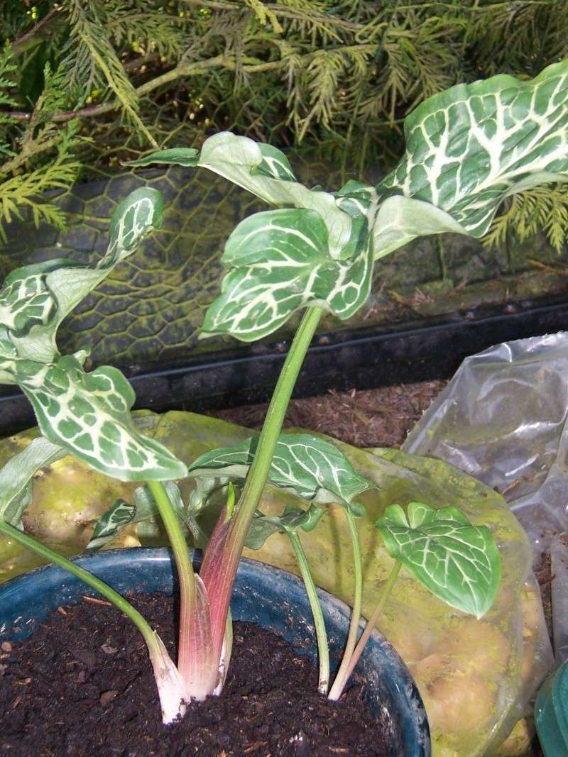 plante trouvée et ressemblant a un alocasia Paques11