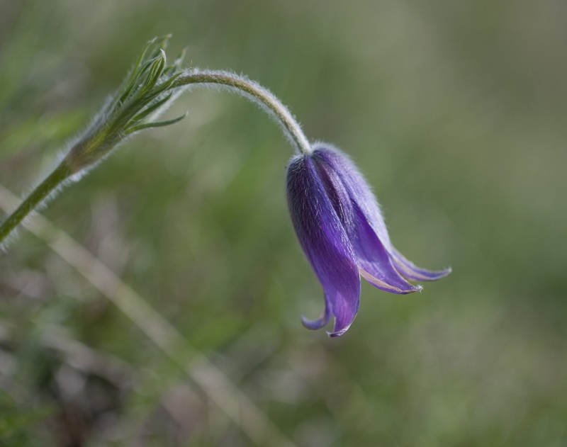 petite série de fleurs dont je ne connais pas le nom... Fleurm11