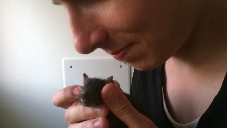 une de mes rates et peureuse Wp_20116