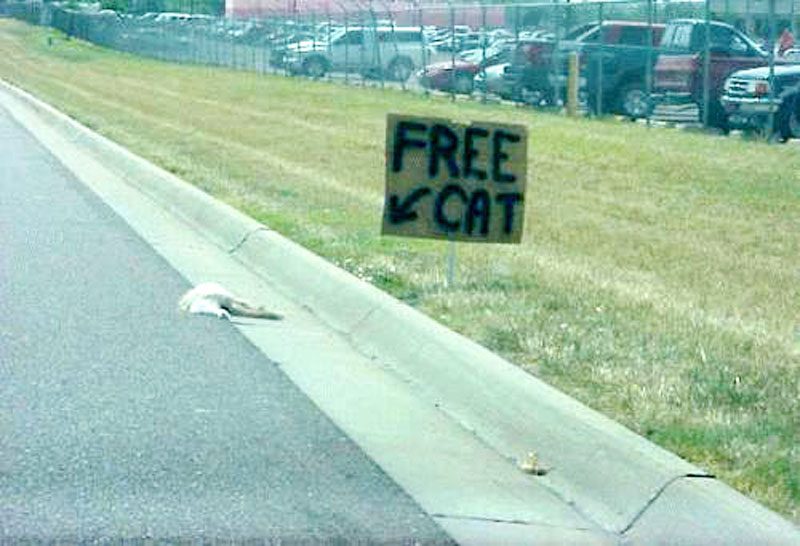 Cats are awesome Free_c10