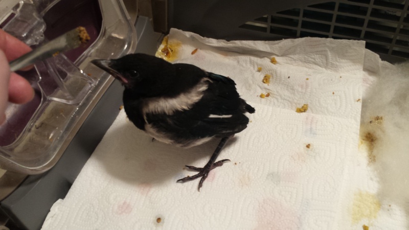 Trouve Bebe Pie Besoin D Aide Urgent Trouve Bebe Pie Besoin D Aide Urgent