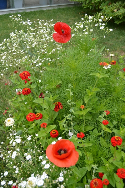 Un petit tour d'horizon de notre jardin...... 003_8019