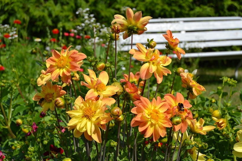 Un petit tour d'horizon de notre jardin...... 004_8016