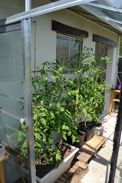 Les tomates... 005_8019