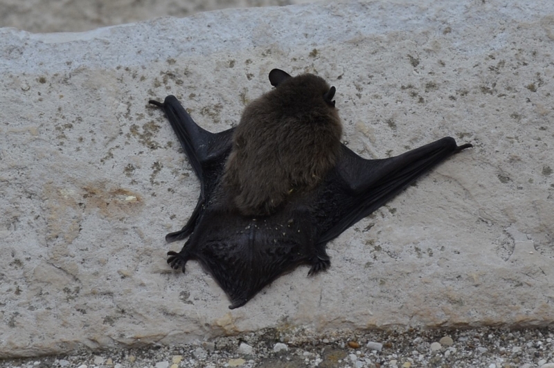 Chasseurs de nuit...... 006_8012