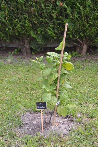 Arbre Pompadour. 102_8010