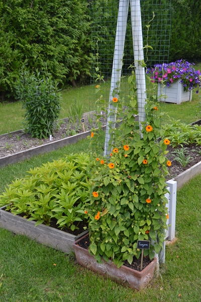 Un petit tour d'horizon de notre jardin...... 103_8010