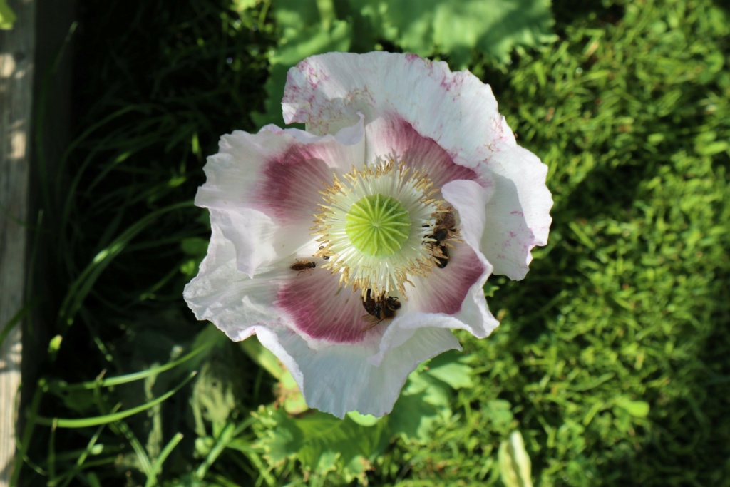 Reprise dans les jardins Img_5415