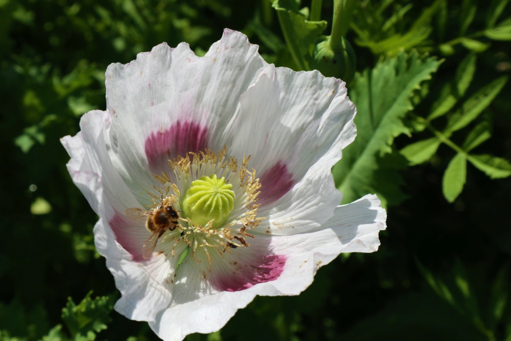 Reprise dans les jardins Img_5416