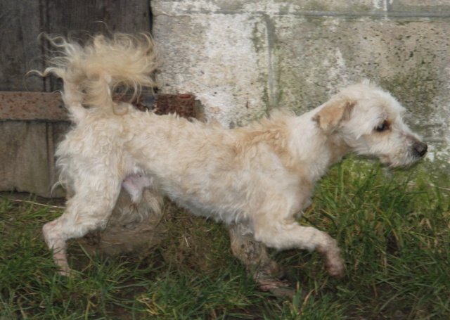 PUMBA x griffon sable 8 ans - M Img_9829