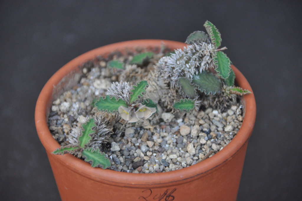 Euphorbia decaryi var.durispina Dsc_0041
