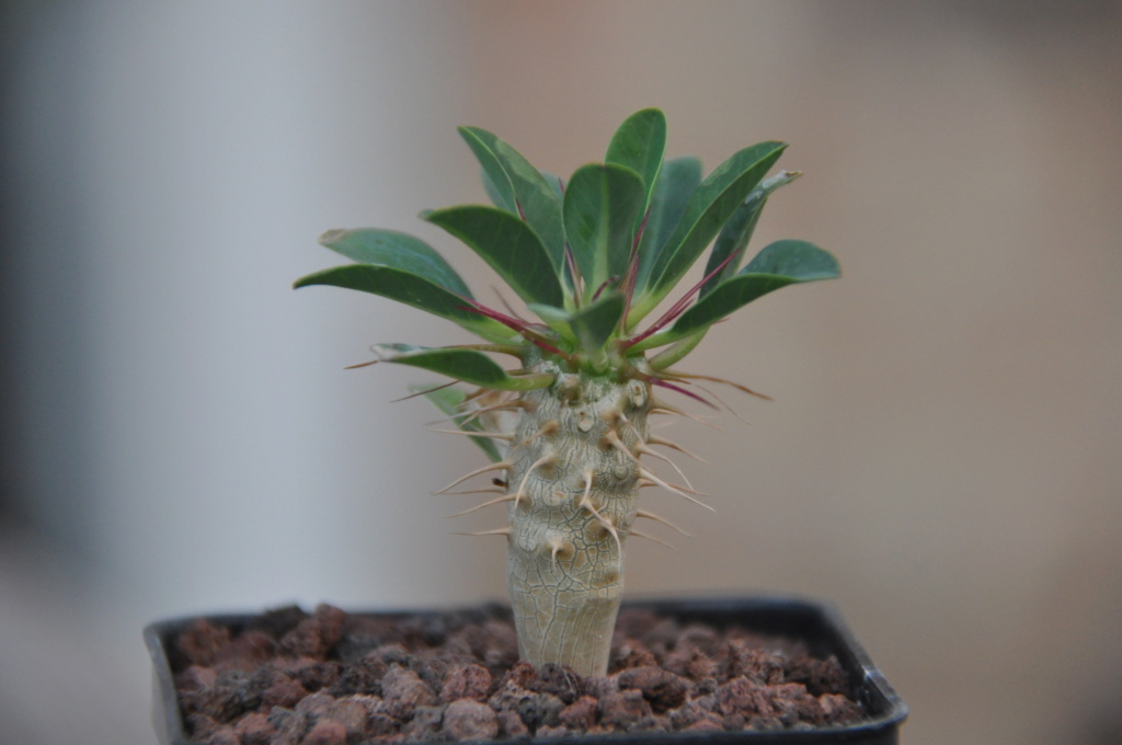 Euphorbia guillauminiana Dsc_0113