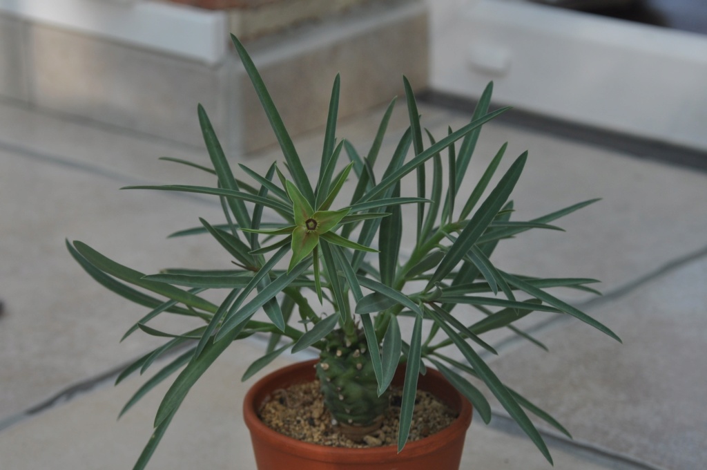 Euphorbia Monteiroi Dsc_0216