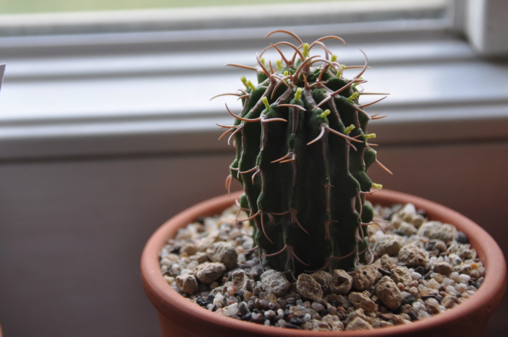 Euphorbia columnaris Dsc_1010