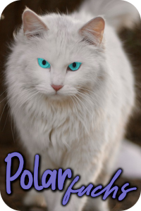 Polarfuchs