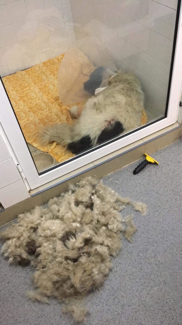 PLUME  F-X  Moyenne  environ 5 ans - Très douce - patte arrachée ( BULGARIE )  66874512