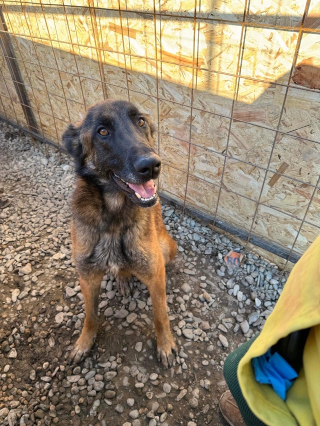 JUSTIN-M-X MALINOIS - TAILLE MOYENNE - EN PENSION CHEZ ELENA VICOL à BACAU  Img_1145