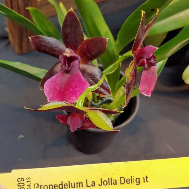 Orchidexpo 2019 - Page 13 20190314