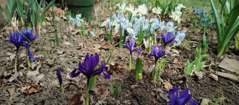 Nouvelles de 2023 (chez Ola en 2022... bien des soucis et un peu de jardin! ) - Page 5 20220420