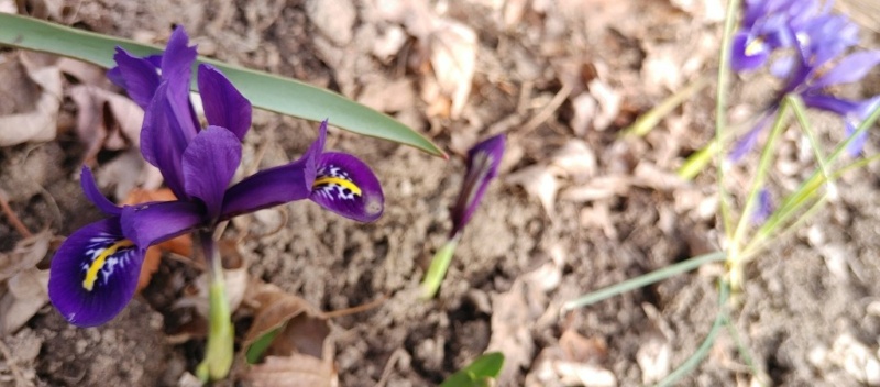 Nouvelles de 2023 (chez Ola en 2022... bien des soucis et un peu de jardin! ) - Page 5 20220421