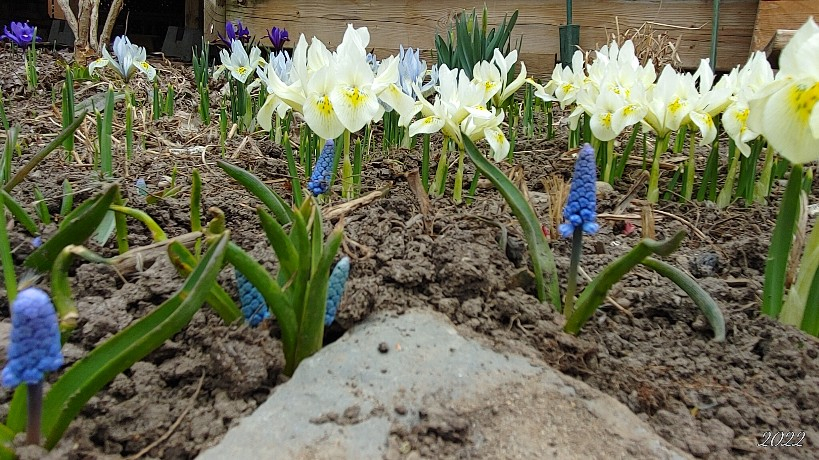 *** Petit jardin d'Ola (2023) *** 20230422