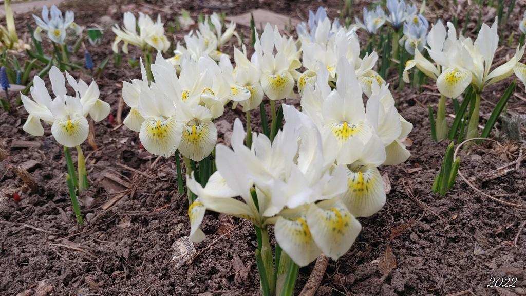 *** Petit jardin d'Ola (2023) *** 20230423