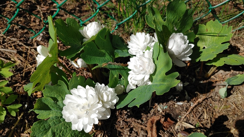 *** Petit jardin d'Ola (2023) *** 20230519