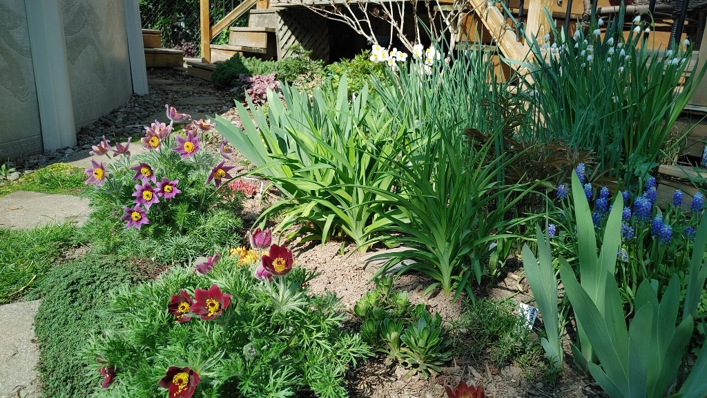 *** Petit jardin d'Ola (2023) *** 20230524