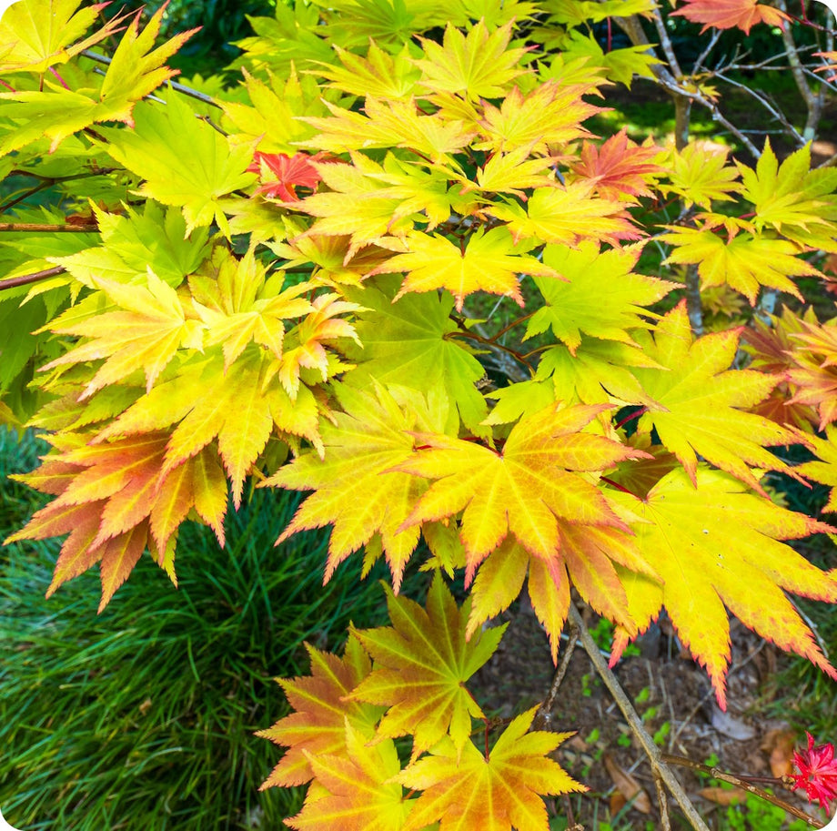 The Incredible Seed Maple-10