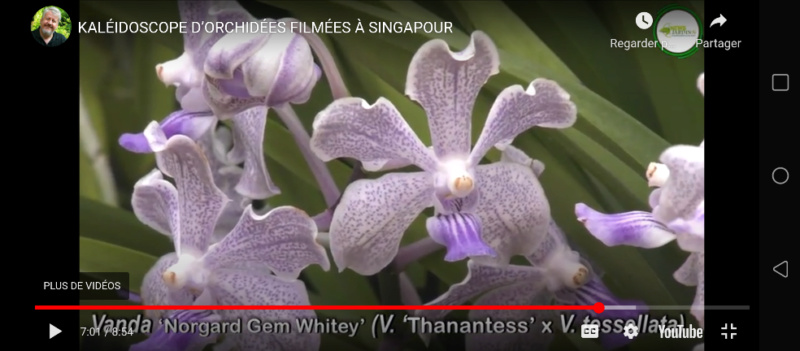 Orchidées à Singapour Screen23