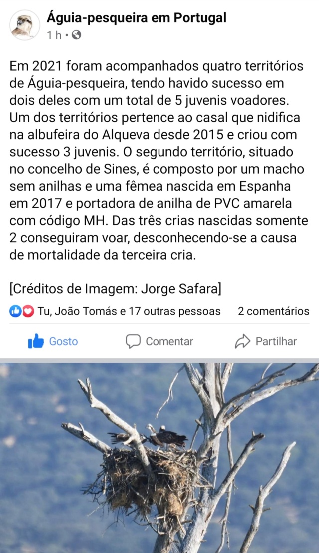 Reintrodução da Águia-pesqueira em Portugal - Página 9 Screen14