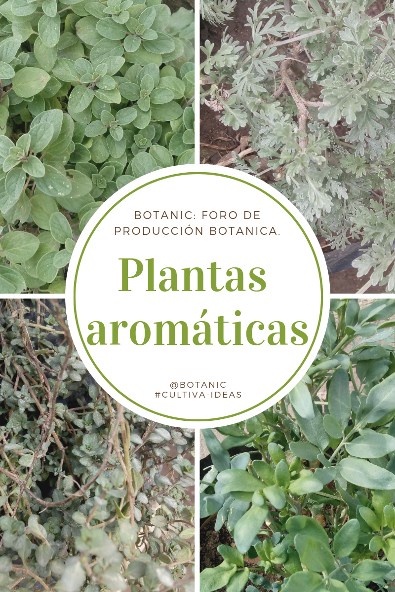 Producción de plantas aromaticas 20190710