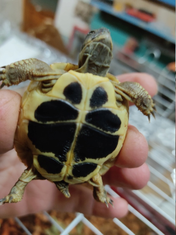 Identification de ma tortue Img_2016