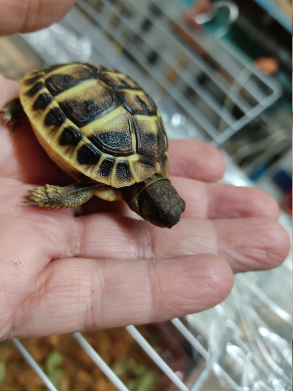 Identification de ma tortue Img_2017