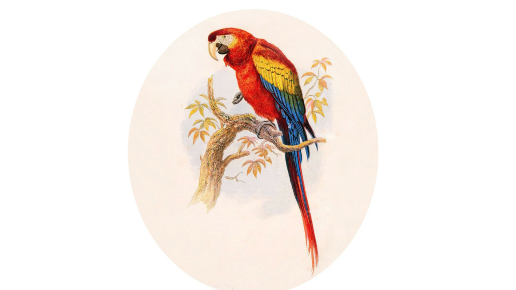 (Tregim Islam) Papagalli i mbretit Papaga10