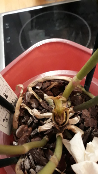 Orchidee verliert plötzlich alle Blätter. Hoffnungslos? 20190311
