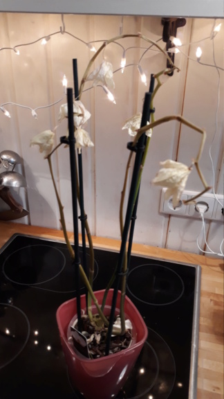 Orchidee verliert plötzlich alle Blätter. Hoffnungslos? 20190312
