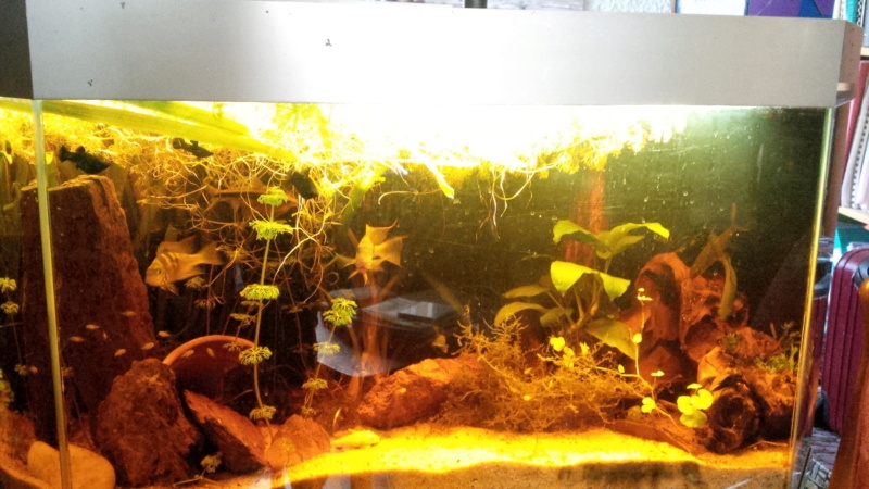 Les aquariums de mes protégés Img_2026
