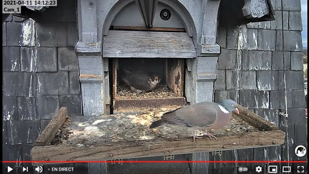 Les faucons pèlerins d'Illkirch-Graffenstaden. Lucky en Valentine. - Pagina 7 Captu170