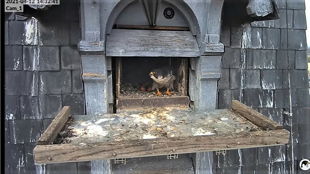 Les faucons pèlerins d'Illkirch-Graffenstaden. Lucky en Valentine. - Pagina 7 Captu183