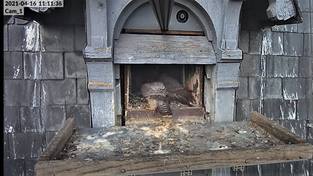 Les faucons pèlerins d'Illkirch-Graffenstaden. Lucky en Valentine. - Pagina 8 Captu217