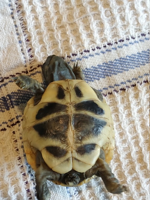 Toute petite tortue trouvée Img_2016