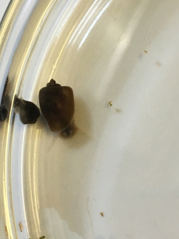 escargot - besoin d'aide pour identifier un escargot Img_3512