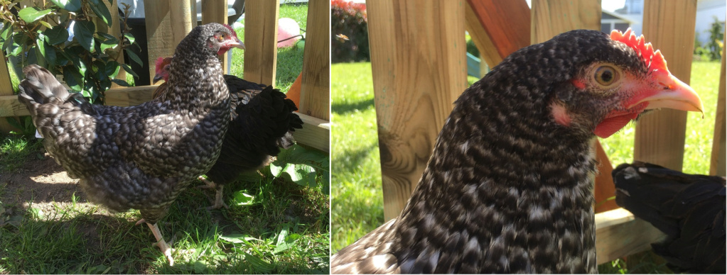 présentation, poule Marans tordue déformée... dos de carpe Coucou10