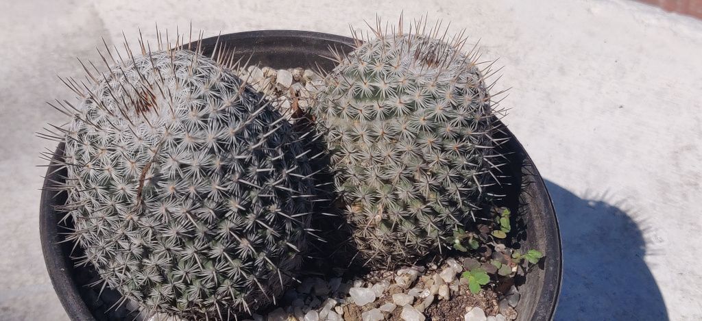 Which mammillaria? Full10