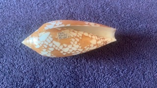 conus_aulicus_f_aurantia 248d4e10